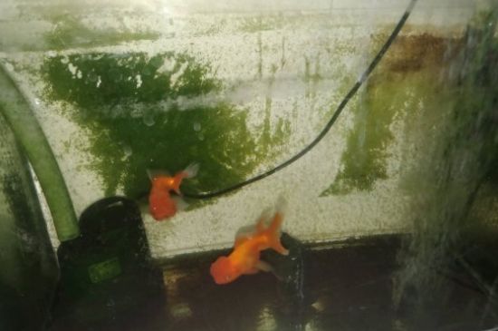 小金魚怎么養(yǎng)才不會死