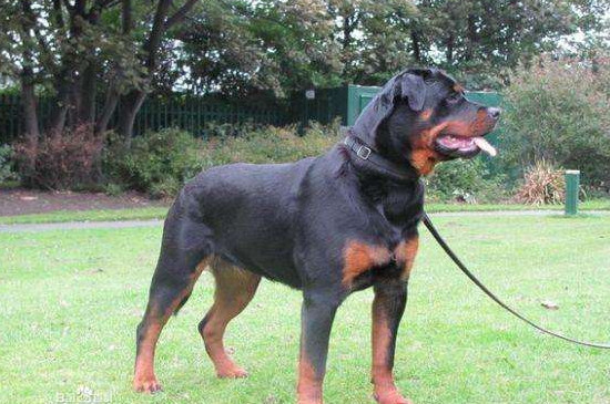 羅威納犬攻擊性強嗎