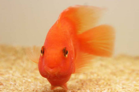 鸚鵡魚凸眼是什么原因