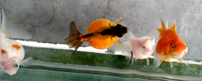 養(yǎng)金魚需要氧氣泵嗎，小金魚氧氣泵需要一直開嗎