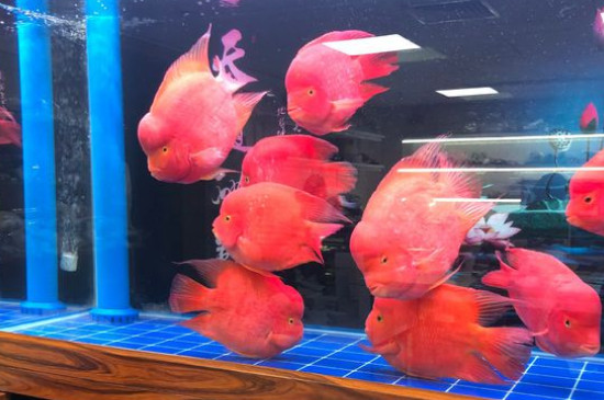 鸚鵡魚(yú)吃什么