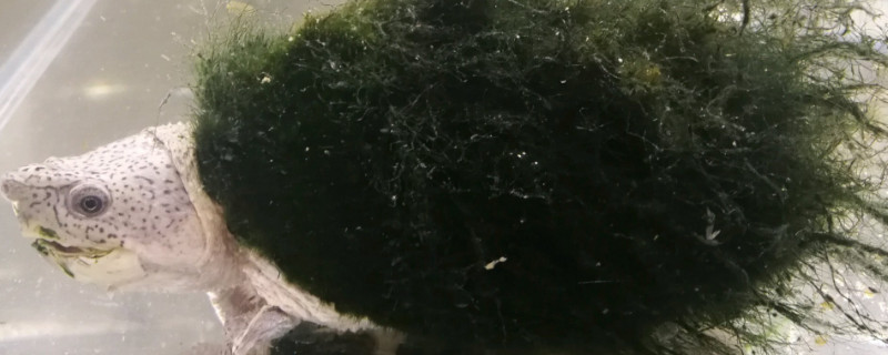 剃刀龜養(yǎng)幾只