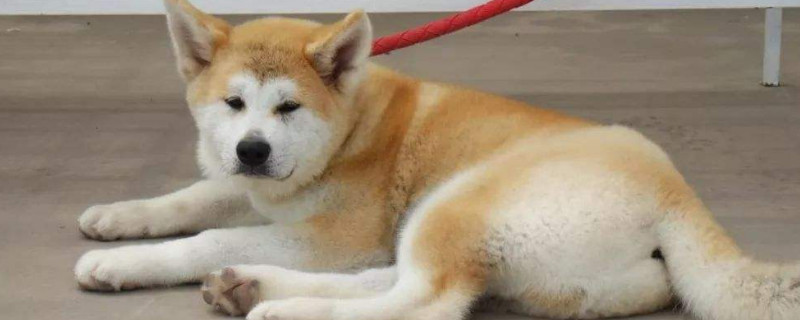 一般人養(yǎng)得起秋田犬嗎