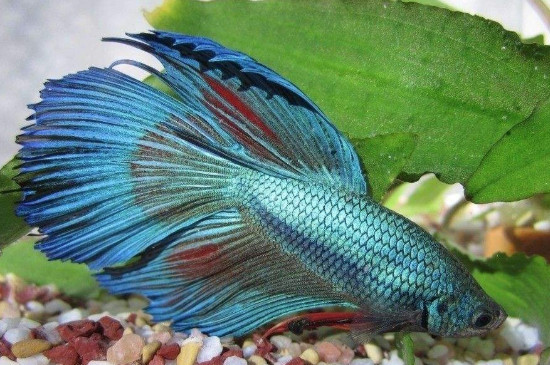 斗魚可以養(yǎng)一對(duì)嗎