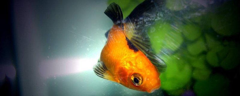 金魚(yú)幾天喂一次食