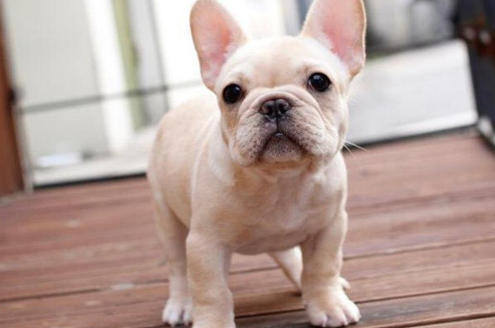 法牛犬好養(yǎng)嗎怎么訓練