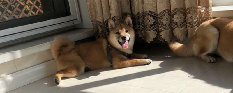 柴犬為什么不適合家養(yǎng)