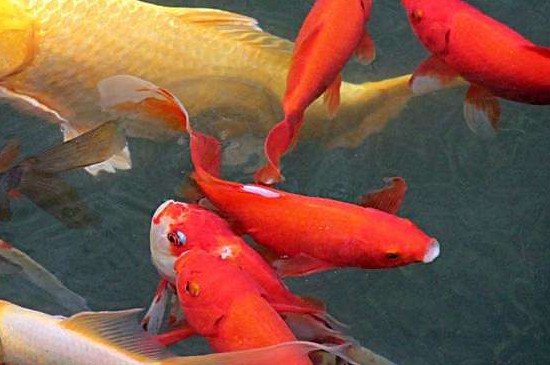 孔雀魚能吃錦鯉飼料嗎