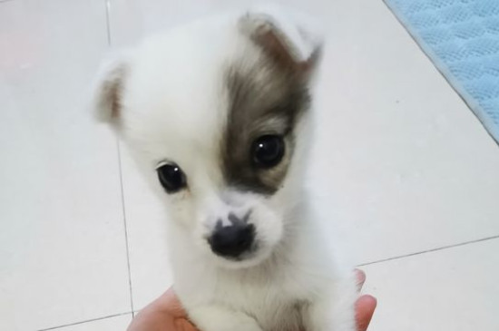狗丟了會想主人嗎