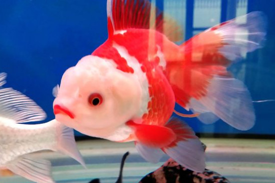 金魚能活多久