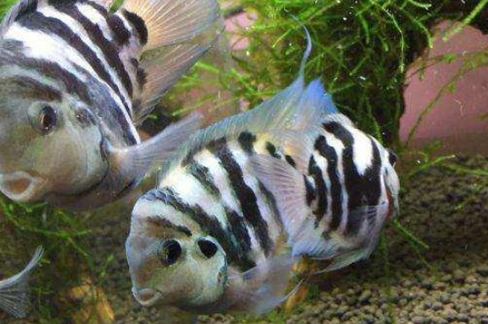 迷你鸚鵡不咬哪些魚