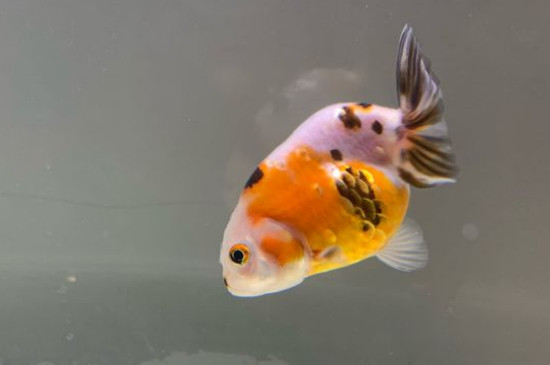 金魚(yú)幾天喂一次食