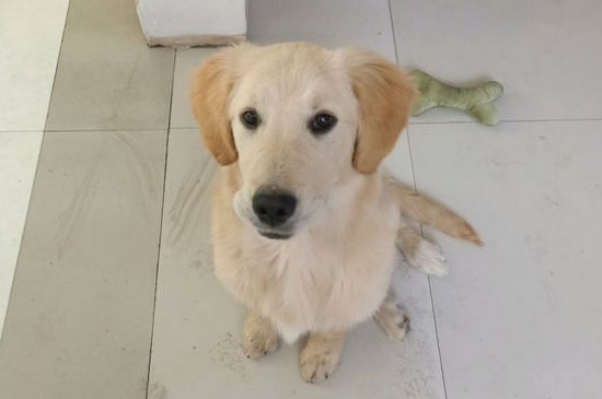 如何訓(xùn)練金毛犬