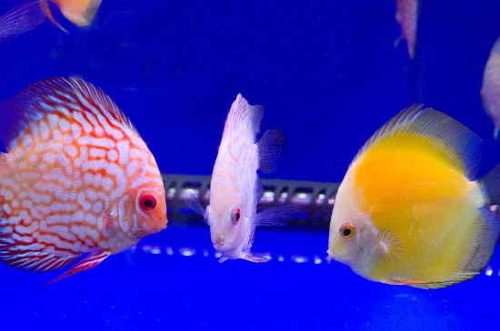 養(yǎng)七彩神仙魚用什么缸