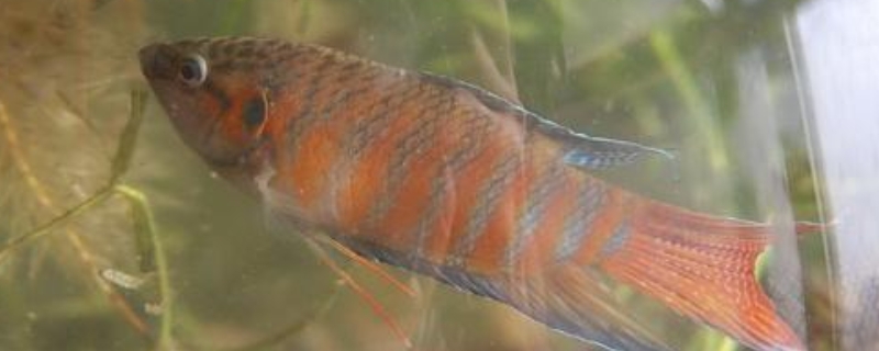 斗魚為什么只能養(yǎng)一只