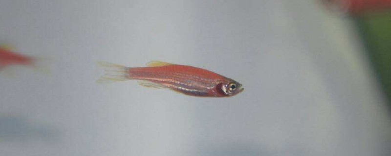 斑馬魚怎么養(yǎng)