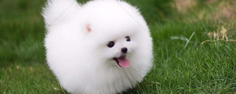 茶杯狗能活多久