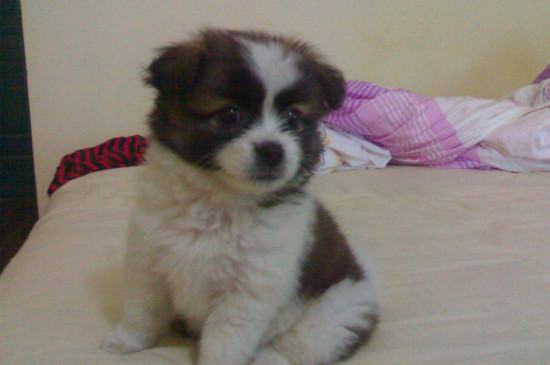 蝴蝶犬串串是土狗嗎