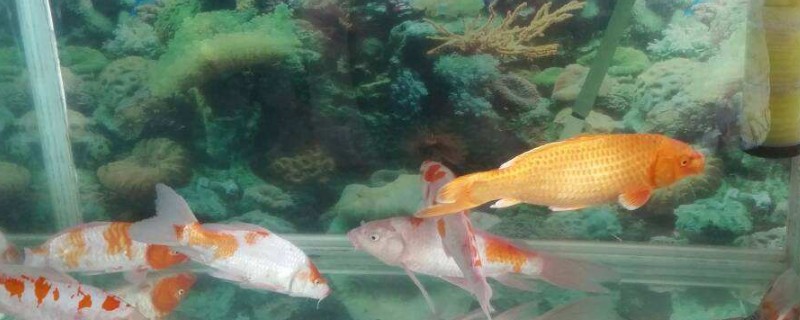 缸養(yǎng)錦鯉技巧