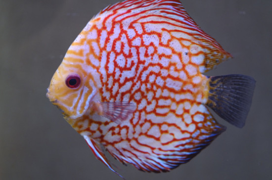 七彩神仙魚(yú)發(fā)黑怎么辦