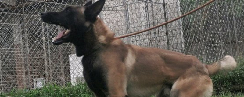 馬犬靠什么分別主人