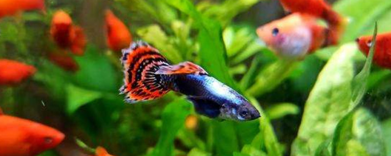 養(yǎng)孔雀魚(yú)的技巧