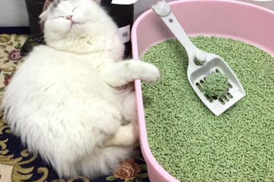 新貓到家一般多久拉屎