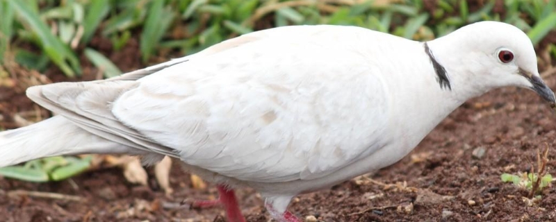 鴿子和斑鳩能雜交嗎