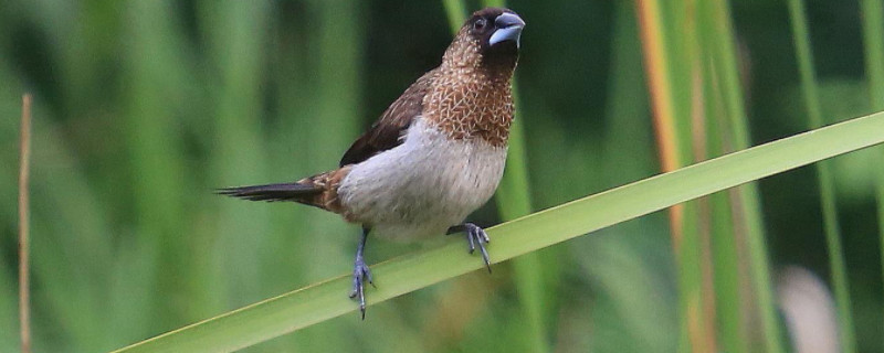 白文鳥為什么不叫
