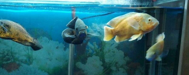 養(yǎng)一條地圖魚好嗎