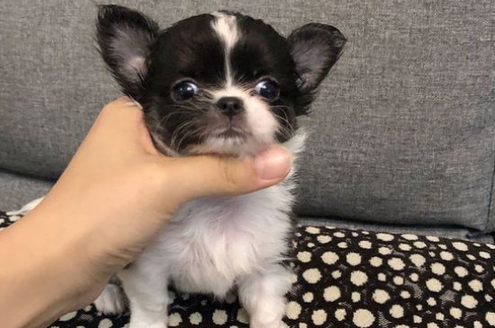 打了吉娃娃會記仇嗎