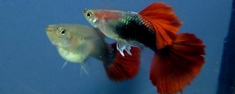 孔雀魚生小魚是開燈還是關(guān)燈