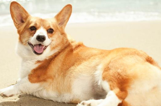 柯基屬于什么型犬?