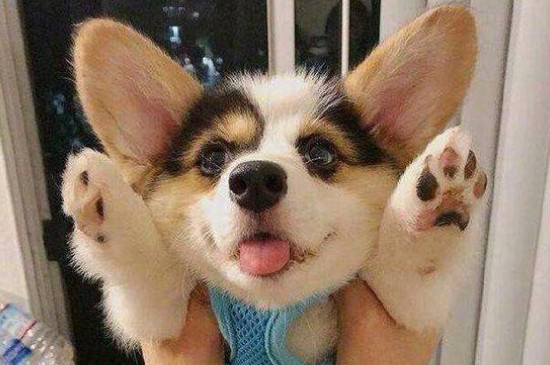 柯基犬的優(yōu)缺點(diǎn)