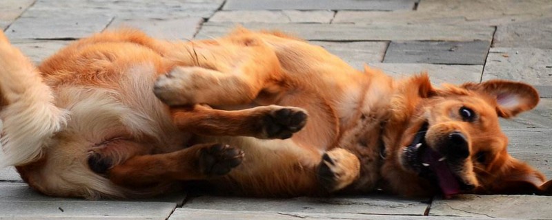 怎么教狗狗裝死