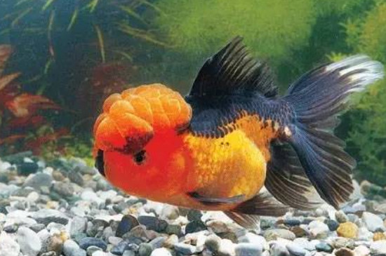 蝶尾金魚為什么不能深水