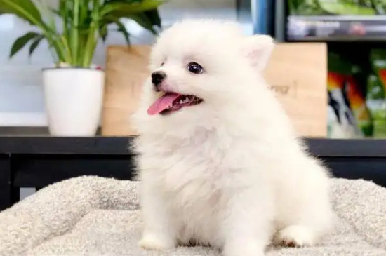 狗狗拉稀帶血是什么原因