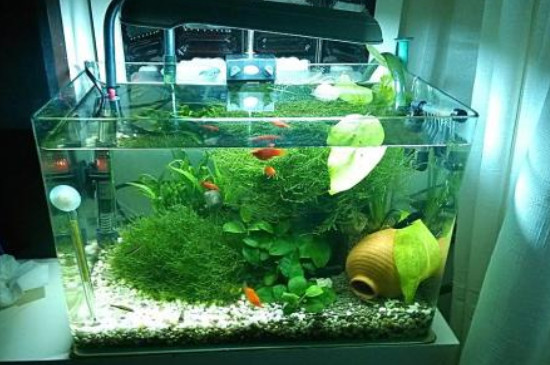 高錳酸鉀魚缸消毒方法