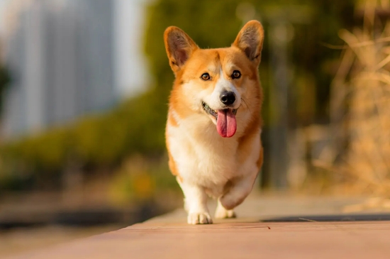 狗狗感冒能自愈嗎