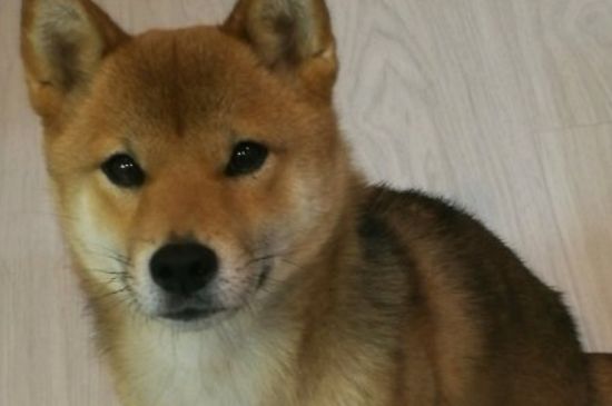 柴犬尷尬期幾個(gè)月