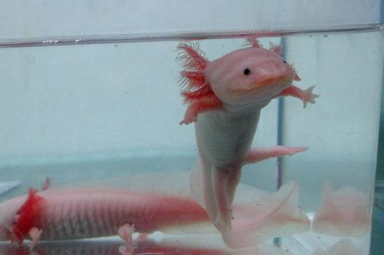 六角恐龍冬天怎么養(yǎng)，六角恐龍魚過(guò)冬的方法