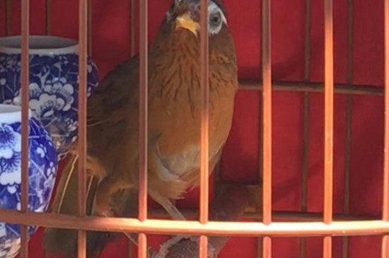 治疔畫眉鳥仰頂?shù)慕^招