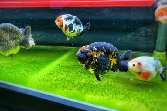 蘭壽金魚飼養(yǎng)技巧