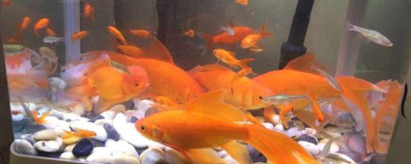 金魚黑斑怎么治療