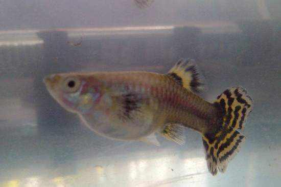 鳳尾魚下完崽怎么處理