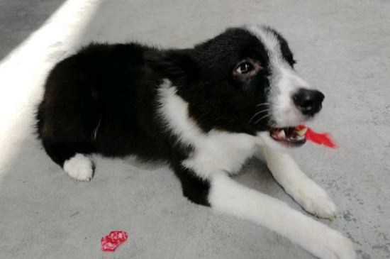 邊境牧羊犬如何訓(xùn)練