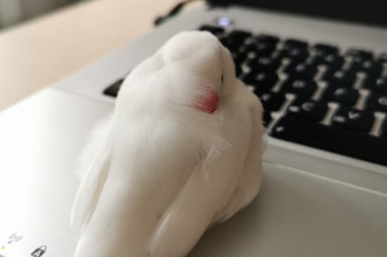 為什么白文鳥一直叫