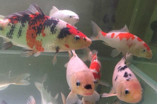 錦鯉和什么魚(yú)可以混養(yǎng)