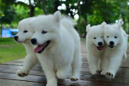 秋田犬飼養(yǎng)注意事項