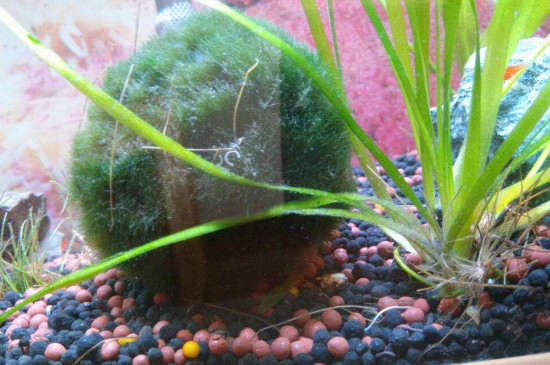 魚缸上的青苔怎么清除，魚缸玻璃上的青苔清理方法